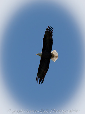 love to watch them soar