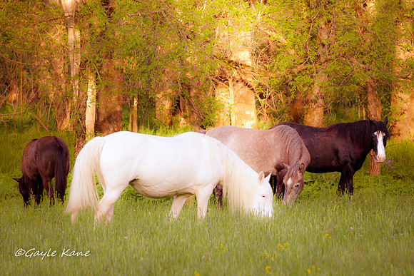Wild Beauty