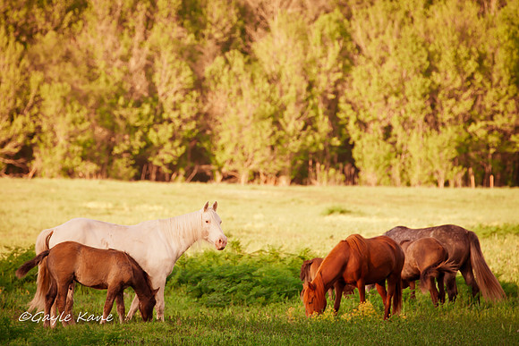 Grazing