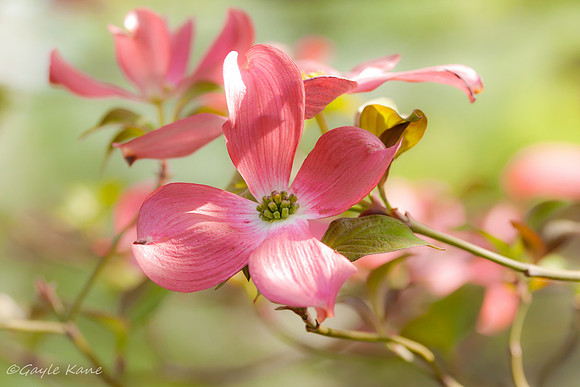 Pretty in Pink