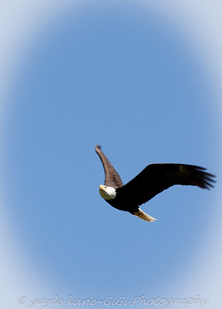 stretching his/her wings!