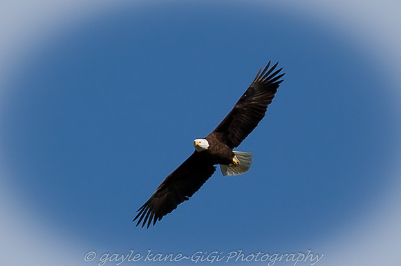 soaring