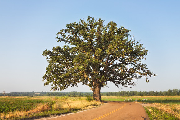 Mighty Burr Oak ~ McBaine, MO