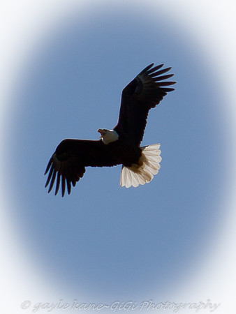 so majestic